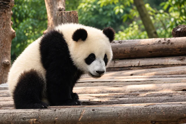 Chengdu Panda Base