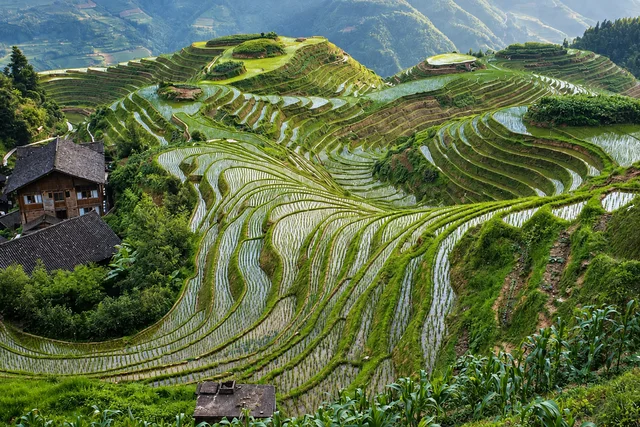 Longji Rice Terraces (Longsheng)